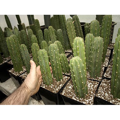 Vermiculite bao lớn 100 litre kinh tế