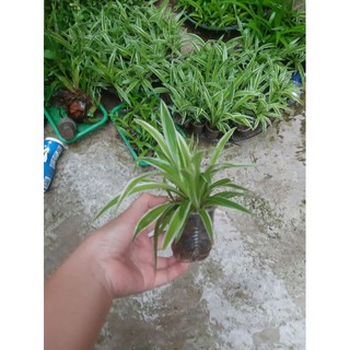 3 chậu. cây mẫu tử hút khí độc h1