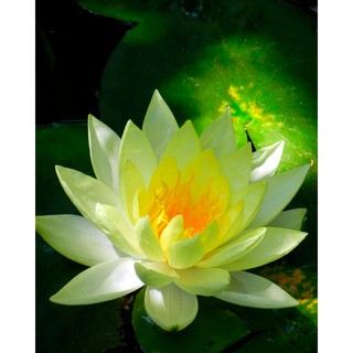 3 Hạt giống hoa sen Nhật