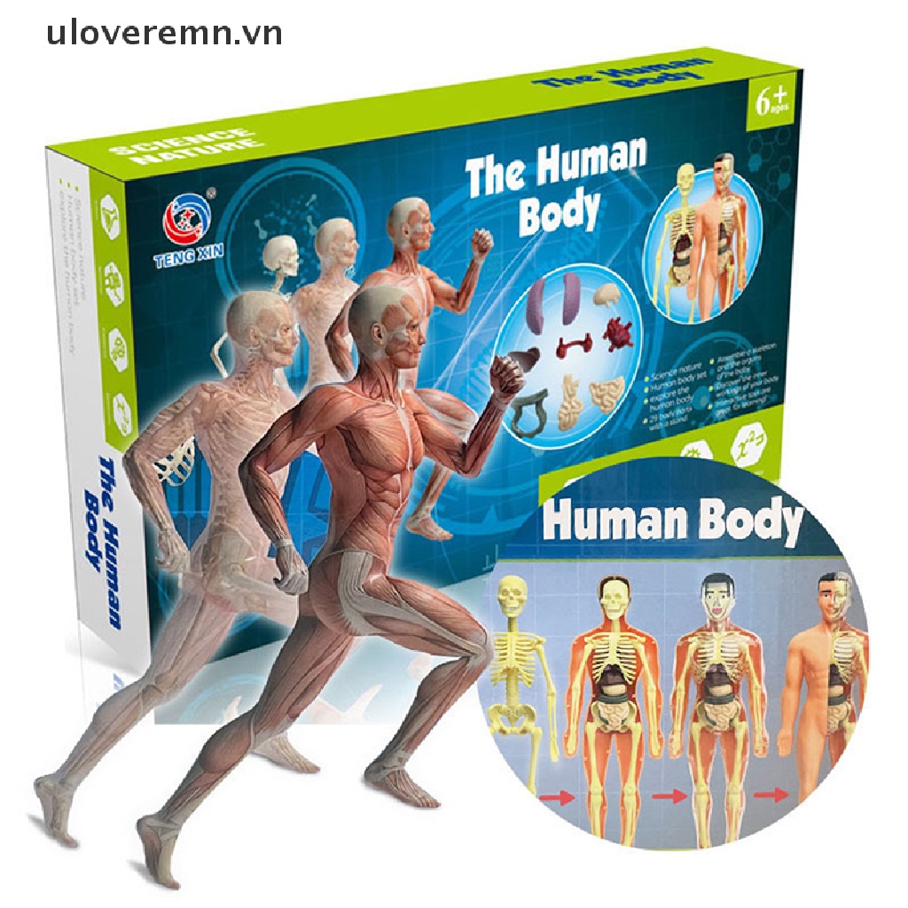 Mô Hình Cơ Thể Người Torso Có Thể Tháo Rời Cho Bé