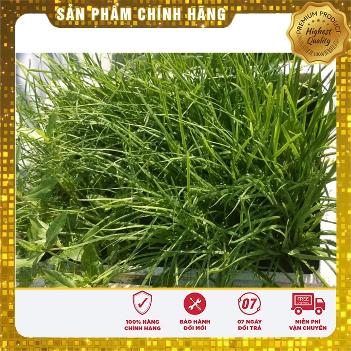 Hạt giống hẹ ta rau gia vị - 10gr