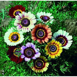 Hạt giống Cúc Chi Mix (Cúc Joy) (100 hạt)