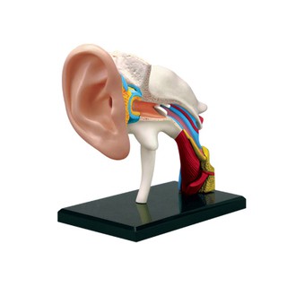 MÔ HÌNH GIẢI PHẪU 4D TAI NGƯỜI