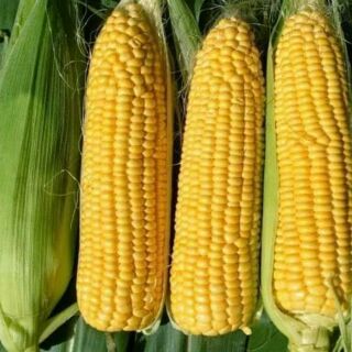 Hạt giống ngô ngọt Thái Lan