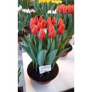 CỦ GIỐNG HOA TULIP HÀ LAN
