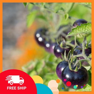 5 Hạt giống Cà chua tím (tặng gói Kích nẩy mầm và Hướng dẫn) KHUYẾN MẠI TRONG NGAY