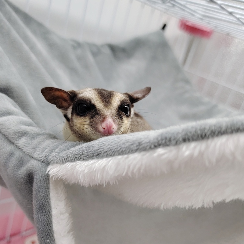 Túi Ngủ Bằng Vải Bông Giữ Ấm Cho Sóc Chuột hamster