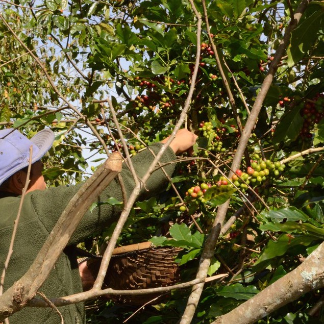 Cà phê arabica cầu đất ĐÀ LẠT  nguyên hạt- xay 100% nguyên chất