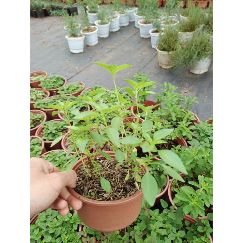 Cây lá é - chậu lớn