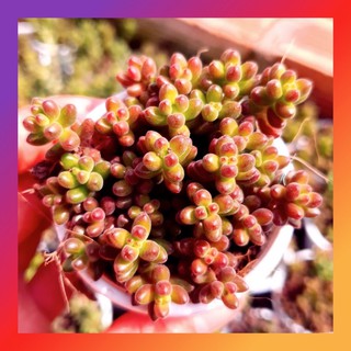 SEN ĐÁ SEDUM CAFE ☕️  |FREESHIP| 🔥 XUẤT XỨ ĐÀ LẠT, ĐÃ THUẦN KHÍ HẬU, SIÊU KHOẺ ĐẸP 🍏 LỖI 1 ĐỔI 1