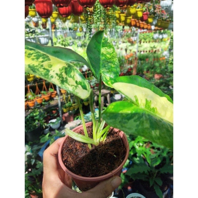 Cây trầu bà Philodendron Burle Marx Variegated