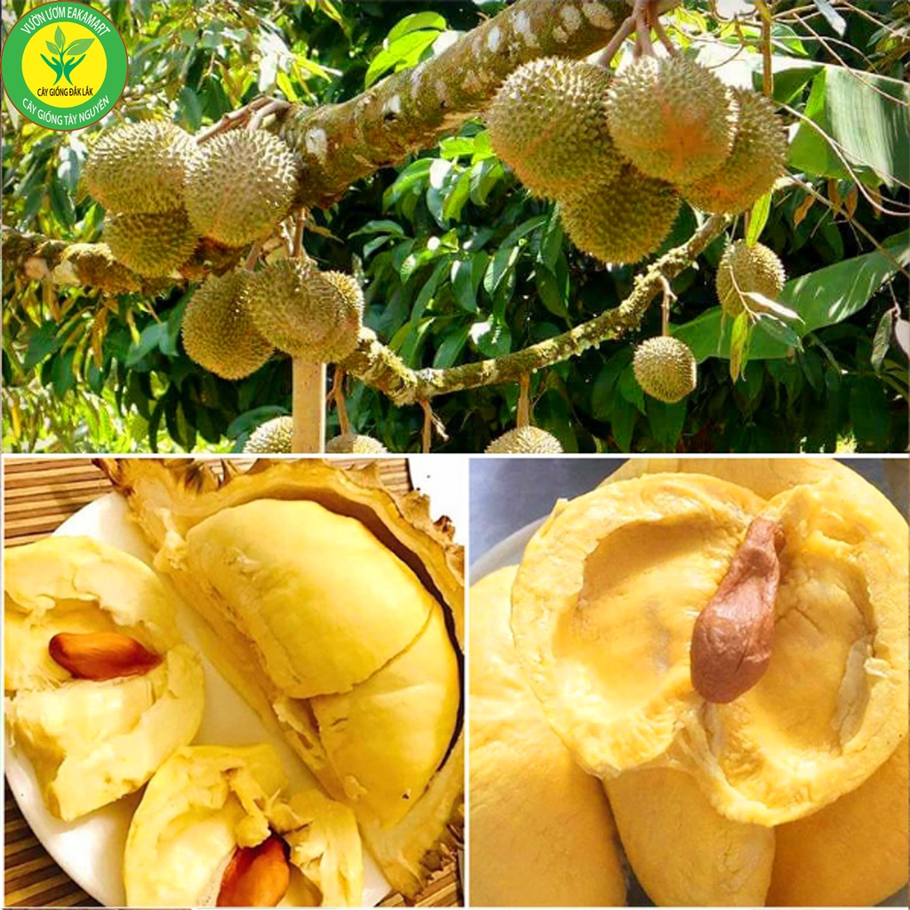 Giống Sầu Riêng Musangking Giống Chuẩn