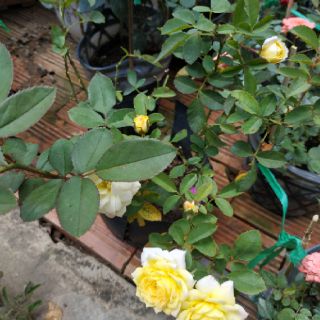 Chậu hồng đổi màu