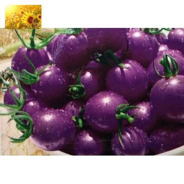 Hạt Giống Cà Chua Tím  - Dinh Dưỡng, Năng Suất Cao - MUA 3 TẶNG 1 CÙNG LOẠI