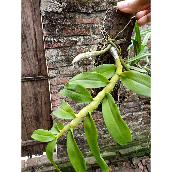 Phong lan trầm tím