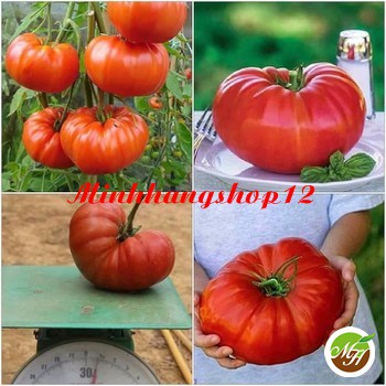 Hạt giống Cà Chua Khổng Lồ tặng kích mầm