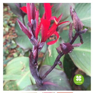 Cây Dong Riềng Đỏ sấy khô 200gram loại thượng hạng - TTD162