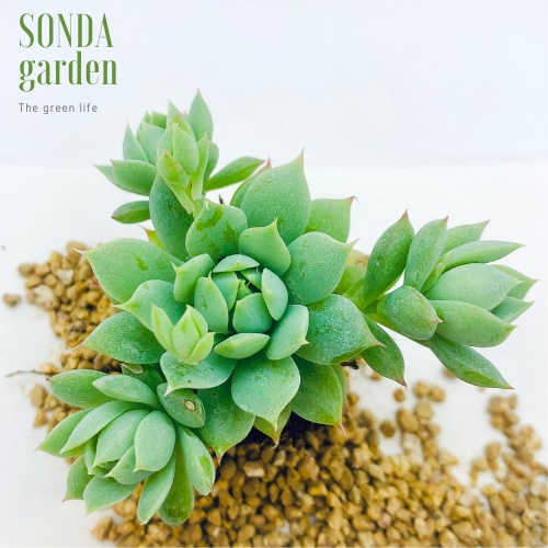 Sen đá dù kim SONDA GARDEN size mini 2.5-4cm, xuất xứ Đà Lạt, khoẻ đẹp, lỗi 1 đổi 1