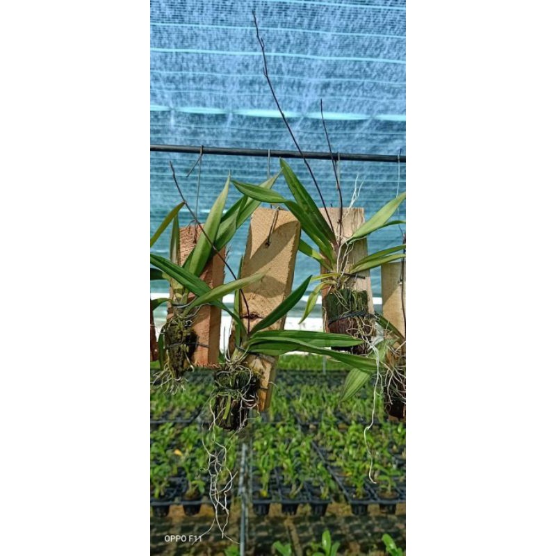 Hoa lan Vũ nữ Peru trưởng thành sắp hoa