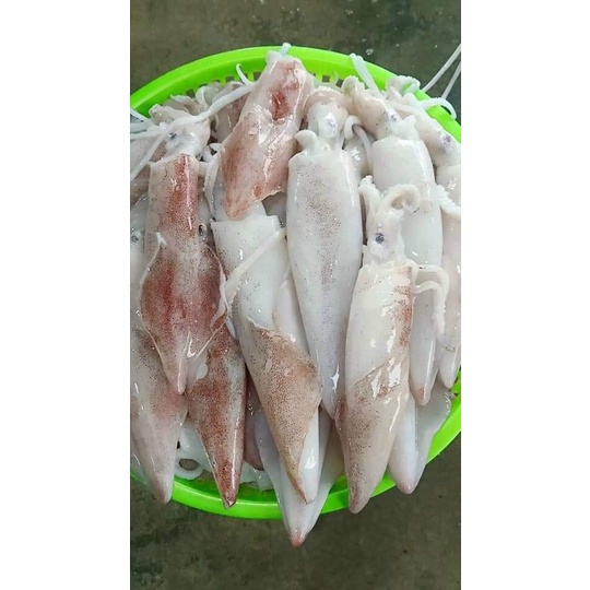 Mực ống nhỡ 500gr