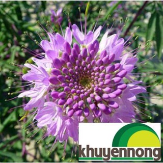 Hạt giống hoa hồng ri mix