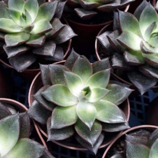 .💕🌱  Sen đá nâu.💕🌱
