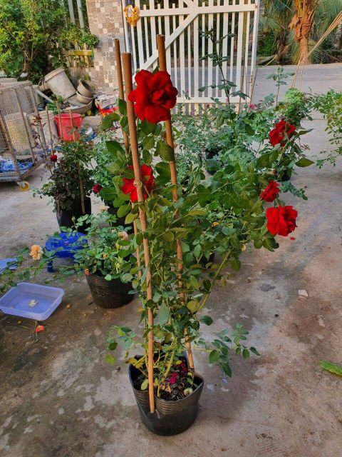 Hồng leo ngoại đỏ nhung Valentine