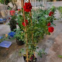 Hồng leo ngoại đỏ  Valentine