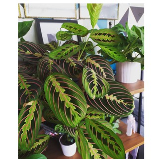 Đuôi Công xương cá/Maranta Leuconeura var. erythroneura