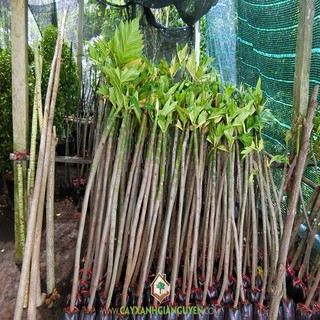 CÂY SA KÊ CAM KẾT CHUẨN F1