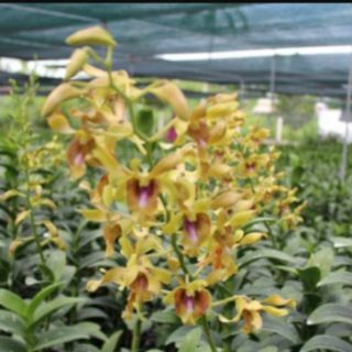 Hoa lan bò vàng cây giống