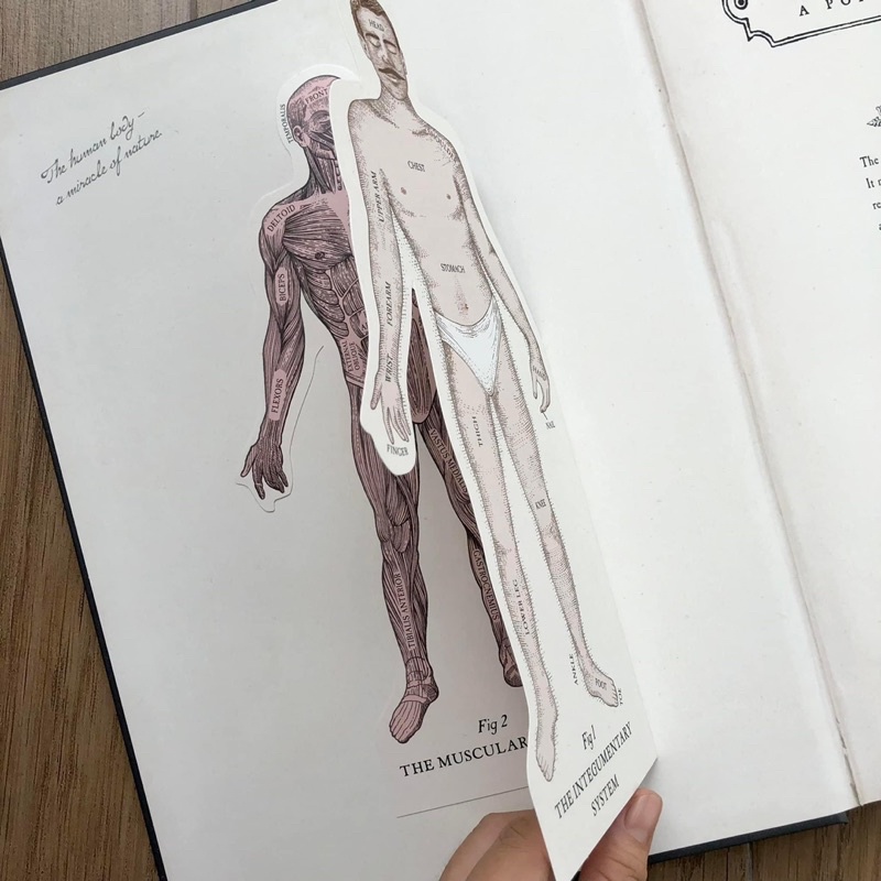 THE HUMAN BODY