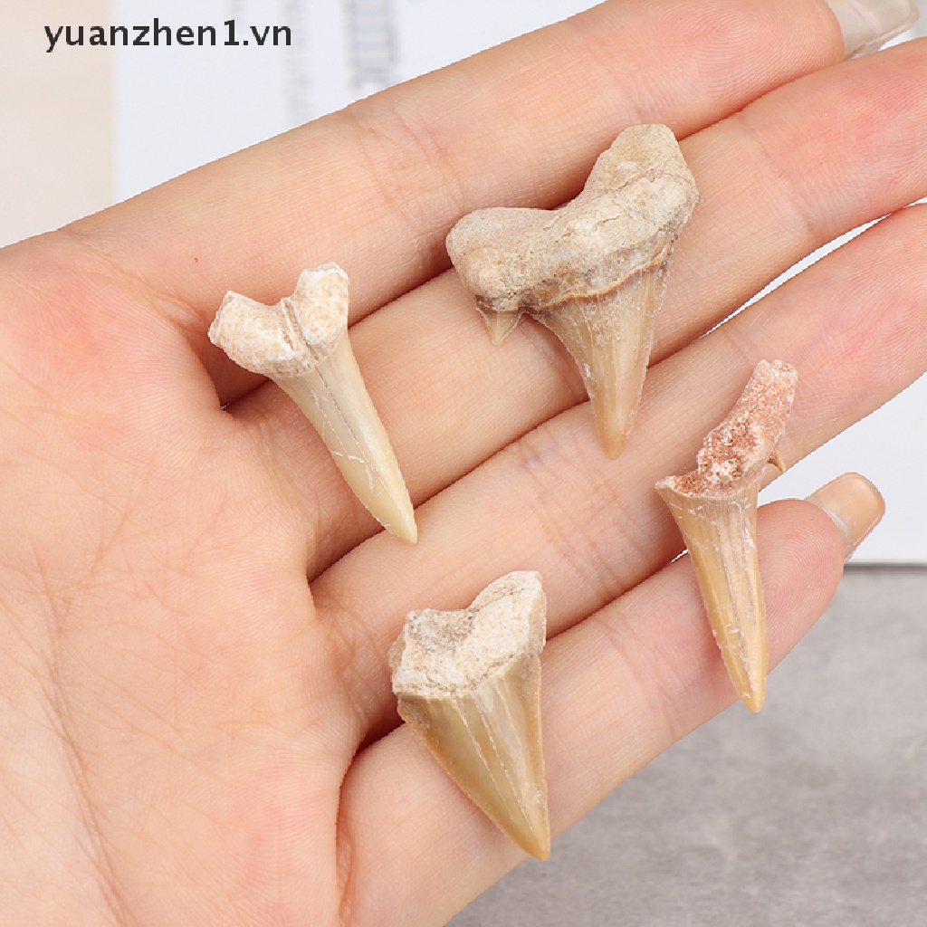 Mặt Dây Chuyền Hình Răng Cá Mập Bằng Khoáng Chất Tự Nhiên