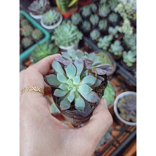 Sen đá ruby tím - sim tím (Đọc mô tả)
