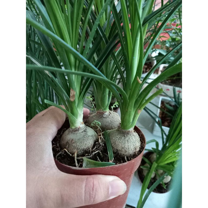 🌿Lan Bình Rượu 3 củ🌿