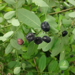 1kg cây mực chất lượng loại 1