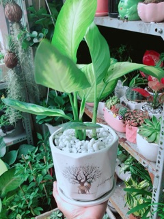 Chậu Cây Vạn Niên Thanh