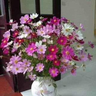 Hoa sao nhái mix màu