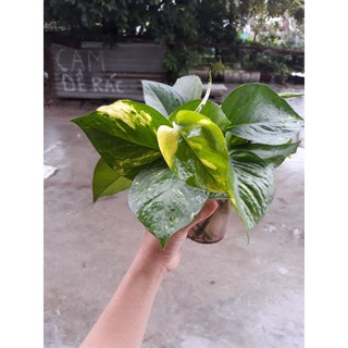 Trầu Bà thủy sinh rễ khỏe 1 cốc 5k