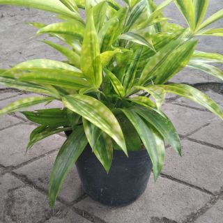 Trúc vàng trúc nhật trúc huy hoàng