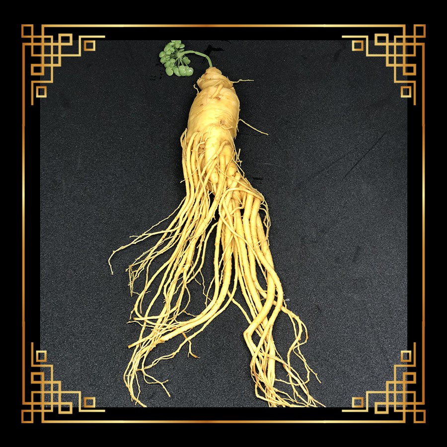 (SIÊU RẺ) Nhân Sâm Tươi Hàn Quốc (25gram => 350gram)