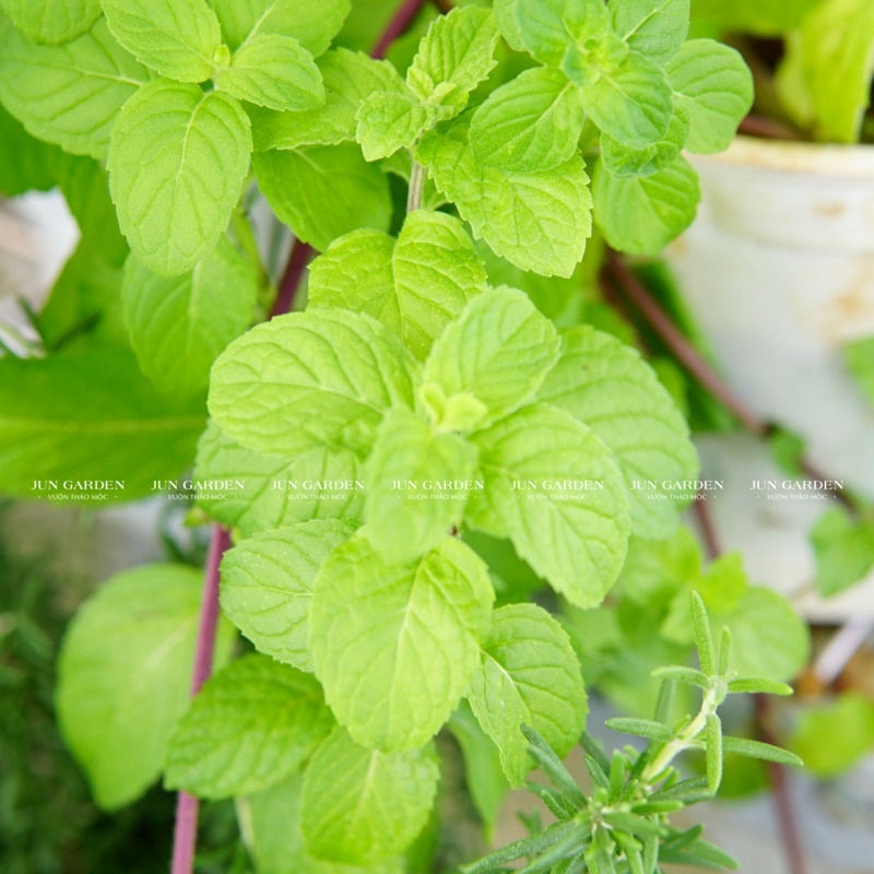 Bạc Hà Âu Euromint JUN GARDEN