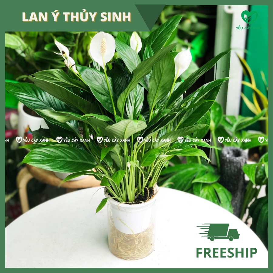 Cây Lan Ý Thuỷ Sinh kèm chậu thuỷ tinh