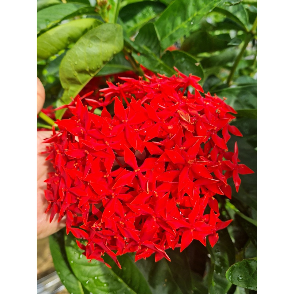 Mẫu Đơn Đỏ, cam Thoát Thân 0.6m .