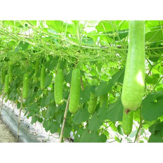 10 Hạt giống Bầu Trắng