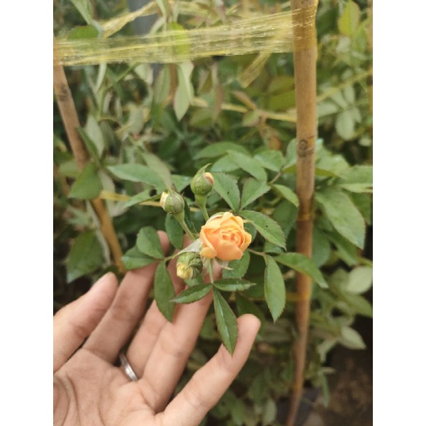 Hồng ngoại jerri jening