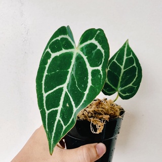 Anthurium Crystallinum size nhỏ