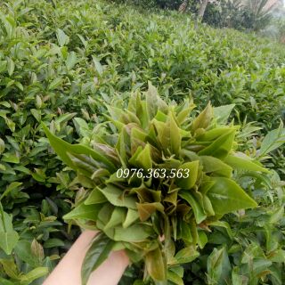 Chè Bát Tiên - Đặc Sản Yên Bái