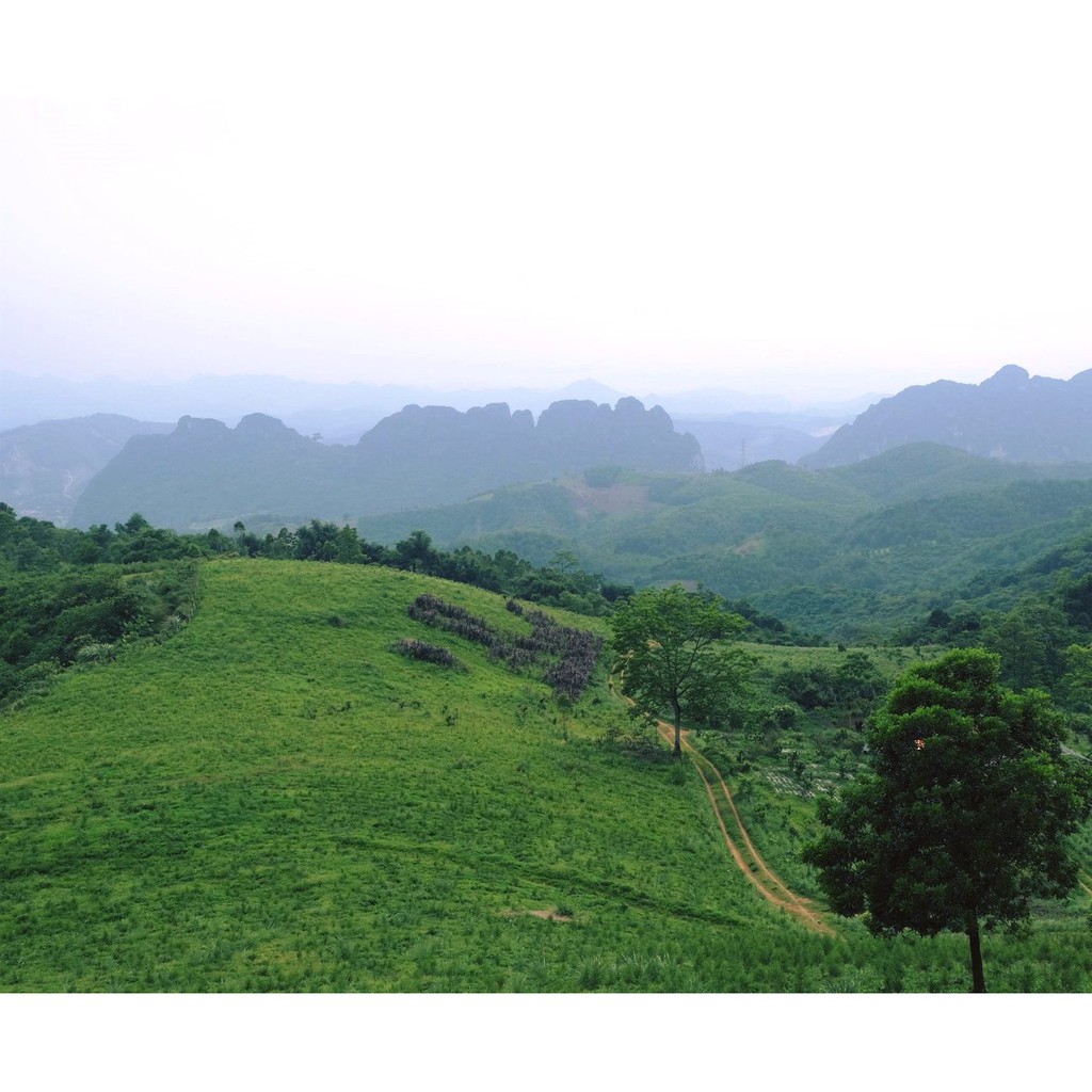 Tinh Dầu Tự Nhiên Nguyên Chất Hương Thảo - Lê Quế xua đuổi côn trùng, thư giãn, giảm stress, dưỡng da, dưỡng tóc