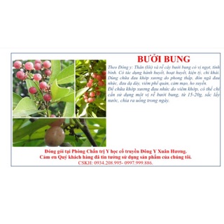 Bưởi bung (thân rễ) và lá bưởi bung